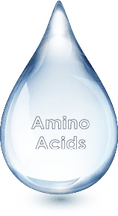 Amino Acids