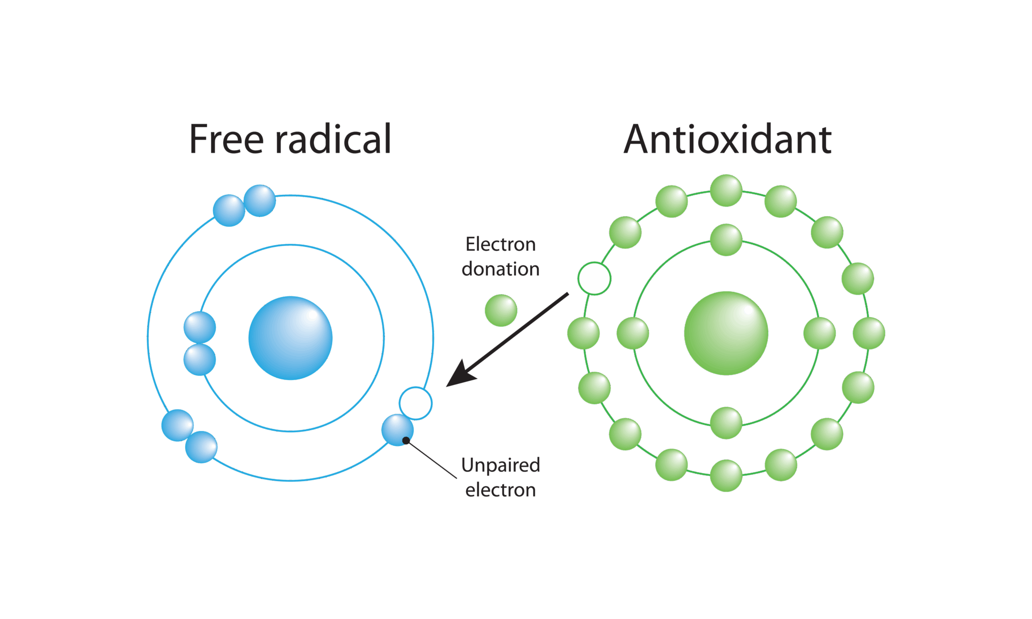 Diagram showing how an antioxidant donates an electron to a free radical to stabilize it and prevent cellular damage