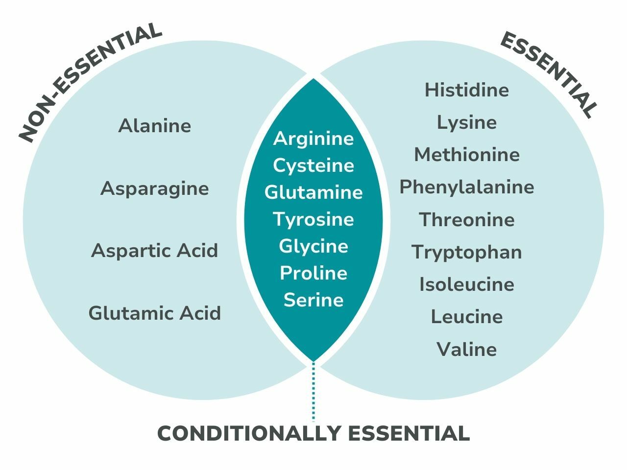 Venn diagram categorizing amino acids into three groups: non-essential (left circle), essential (right circle), and conditionally essential (overlapping center). Non-essential includes alanine, asparagine, aspartic acid, and glutamic acid. Essential includes histidine, lysine, methionine, phenylalanine, threonine, tryptophan, isoleucine, leucine, and valine. Conditionally essential includes arginine, cysteine, glutamine, tyrosine, glycine, proline, and serine.